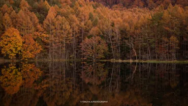 長野県の絶景】御射鹿池の紅葉撮影記－黄金色に輝く神秘の池 