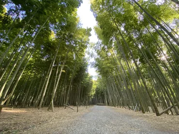 癒やしの空間『若竹の杜 若山農場』の魅力とは？江戸時代から続く、竹林と癒やしの空間