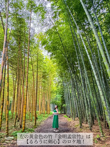 栃木県の絶景竹林で非日常体験！若竹の杜 若山農場の魅力
