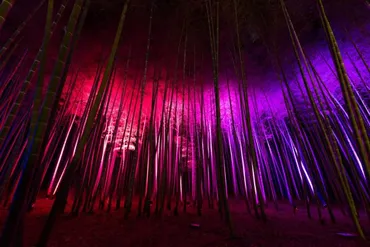 若山農場『Bamboo Winter Lights 2020』プロデュース 