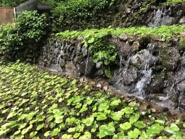 奥多摩わさびの魅力とは？歴史・栽培・未来への取り組みを徹底解説！東京の秘境、奥多摩で育まれるわさびの物語