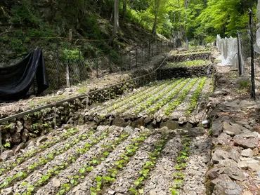 奥多摩の湧水とわさび – Okutama Wasabi Revival