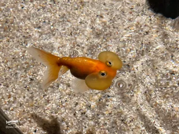 atoa水族館での特別な体験🐠