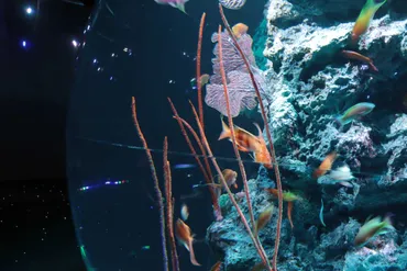 átoa（アトア）』の球体水槽「AQUA TERRA」がスノードームに！新商品が販売スタート 