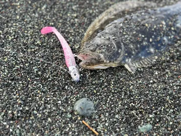 ダイソーVJの（ジグヘッドワーム）でヒラメを釣る方法 