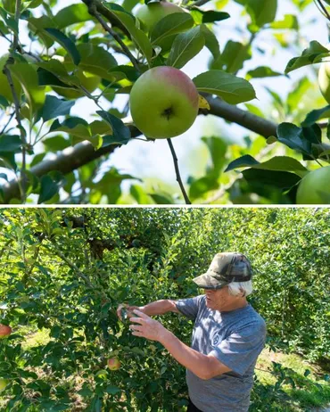 川崎町観光リンゴ園の魅力とは？希望のリンゴが育つ場所を徹底解説！川崎町観光リンゴ園：福島育ちの技術で育てる希望のリンゴ