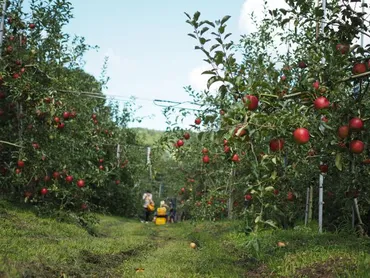 2025年開催予定！【福岡 川崎町×りんご狩り】豊かな自然の中でシャキシャキりんご 収穫体験☆女性・カップル・ファミリー・お友達同士・全ての方におすすめ☆/川崎町観光リンゴ園 