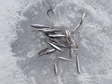 日本一のワカサギ資源量を誇る小川原湖で氷上ワカサギ釣り！ – 青森フィッシングガイド