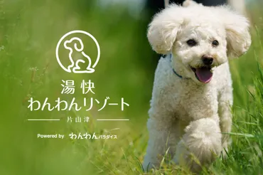 愛犬と泊まれる宿、温泉や旅行で愛犬と最高の思い出を？愛犬と一緒に泊まれる宿、旅の魅力をご紹介