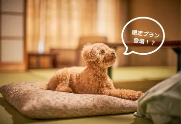 石川・片山津温泉】愛犬と一緒に素敵なひと時を。湯快わんわんリゾート片山津よりクリスマス＆お正月限定プラン登場！ CAINZコラボルームも！