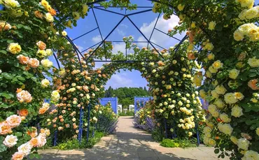 群馬県中之条ガーデンズと港北オープンガーデン：美しい庭園と地域活性化の魅力とは？中之条ガーデンズと港北オープンガーデン：魅力発見ガイド