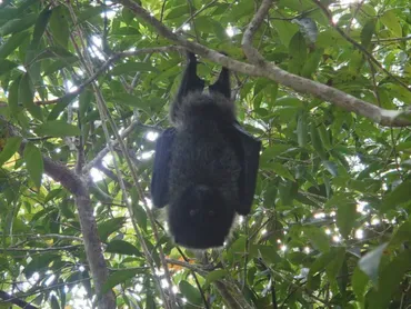 小笠原に来なくてはいけない理由、その45「海洋島にたどりつける唯一の哺乳類がいる」 