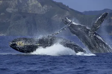 ホエールウォッチング 