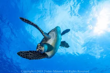 アオウミガメを観に行こう！小笠原は日本最大の繁殖地なんです。 