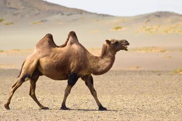 酷暑も平気な砂漠の船！ラクダのすごいところ6選