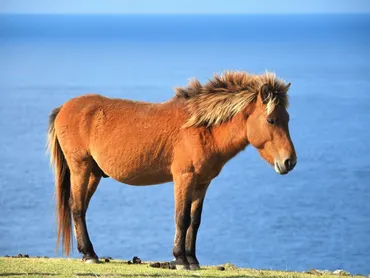 与那国島に生息する「与那国馬」とは？生態や歴史・可愛いグッズまでご紹介！ 