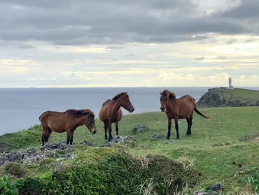 与那国馬 