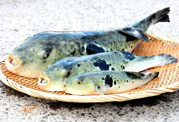 淡路島冬の味覚、3年とらふぐ！おすすめ店と贅沢体験をご紹介？淡路島3年とらふぐ：冬の味覚を堪能