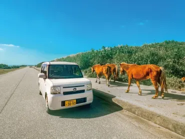 与那国島でレンタカーは必須？レンタカー事情を徹底解説！ 