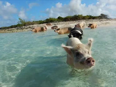 カリブ海に浮かぶ、泳ぎ上手なブタさんたちの島・エグズーマへ 