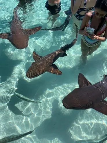 後編】バハマ・エグズーマ島からの「泳ぐ豚ツアー」へ!イグアナやサメも!