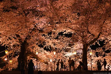 夜桜ライトアップ