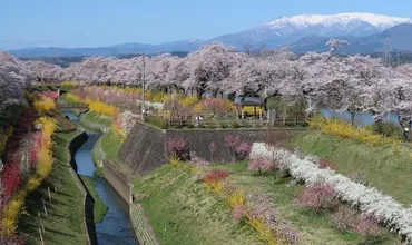 ☆白石川堤一目千本桜満開の春景色』柴田・大河原・川崎(宮城県)の旅行記・ブログ by SUR SHANGHAIさん【フォートラベル】