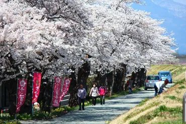 2023年版！桜名所を繋ぐ山形の観光ルートでお花見【置賜さくら回廊】
