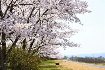 最上川堤防千本桜