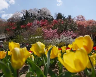 福島桜紀行ガイド：春爛漫！満開の桜とアクセス情報(？)福島桜紀行：花見山、三春滝桜、お得なツアー情報