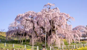春は桜、夏は神秘の湖沼、感動の風景を探しに福島へ。「三春滝桜」・「花見山公園」・「裏磐梯」