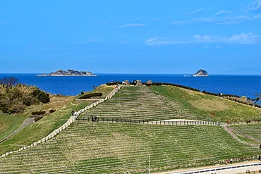 長崎の冬旅、水仙と軍艦島を巡る旅！見どころは？（長崎、軍艦島、水仙）長崎県野母崎の水仙まつり、絶景と美食の旅