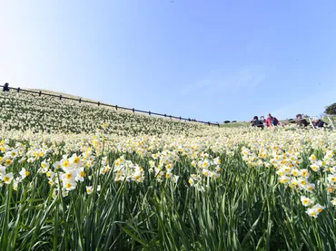 野母崎「水仙まつり」開幕迫る 世界遺産軍艦島バックに1000万本咲き誇る 