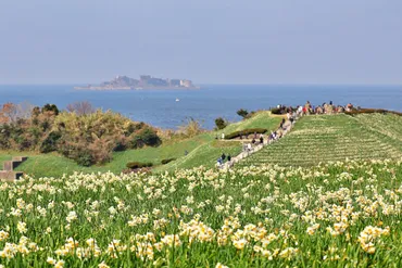 のもざき水仙まつり